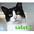 GATOS.gif image by aeilen